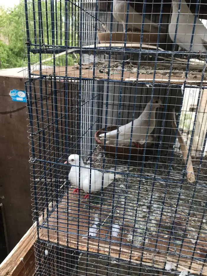 صنعاني اصيل شيبه صوت ناعم وحجم صغير 1