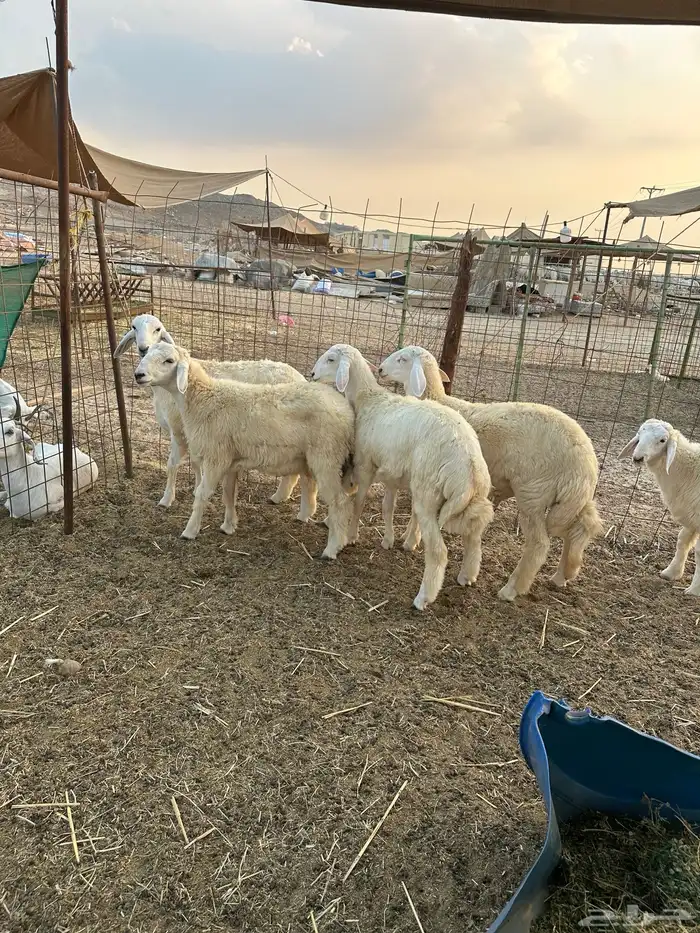 طليان ذبايح تم البيع 3