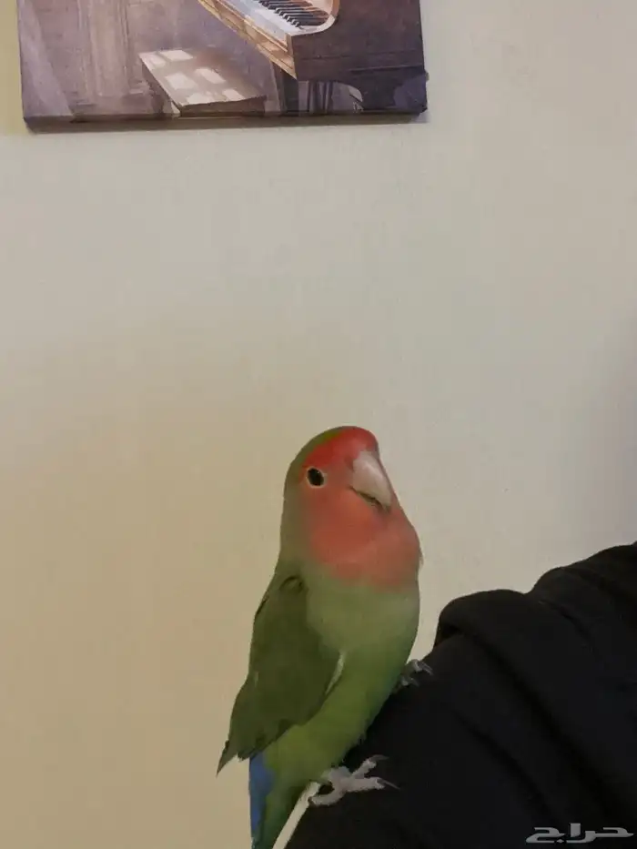 طيور روز اليفات 4