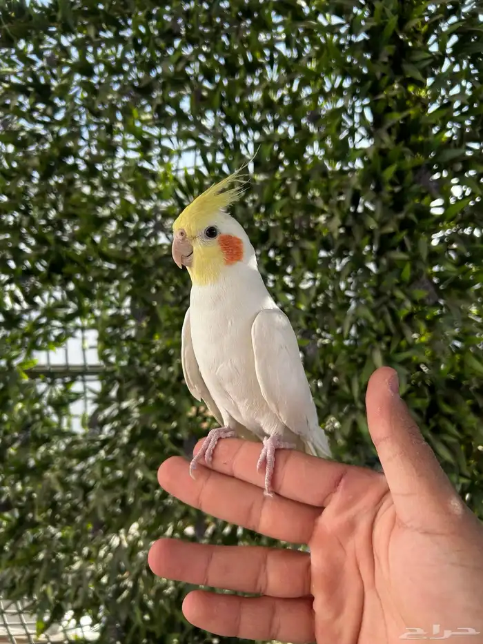 ذكر كروان لاتينو اليف و بدايه كلام عنده تبويس 4