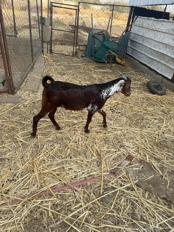 تيس ادبس جذع مخصي 0