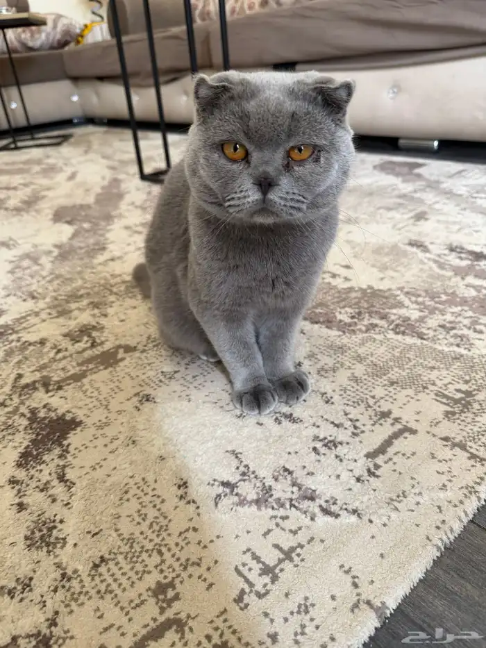 قط سكوتش فولد 0