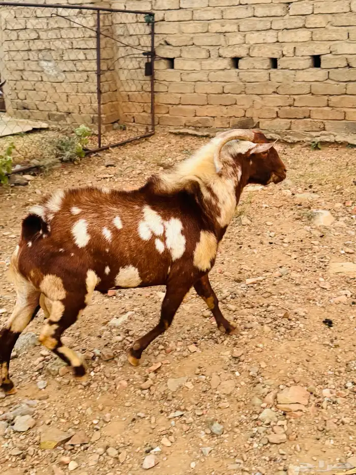 تيس   خروف فحول مشروطة من كل شي بأذن الله 0