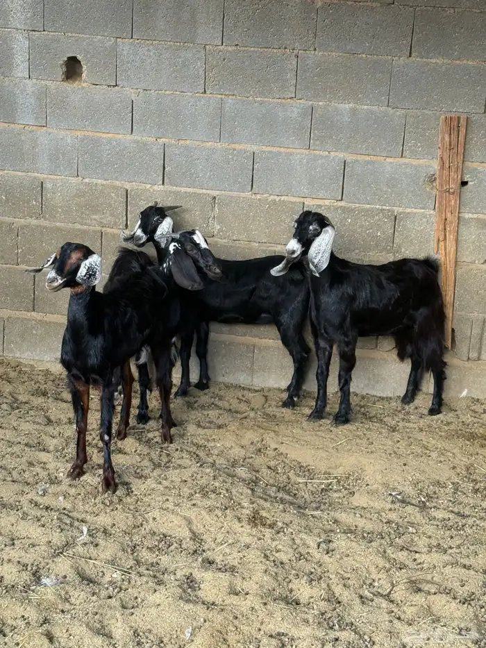 جفار من حلالي نظيفه 5