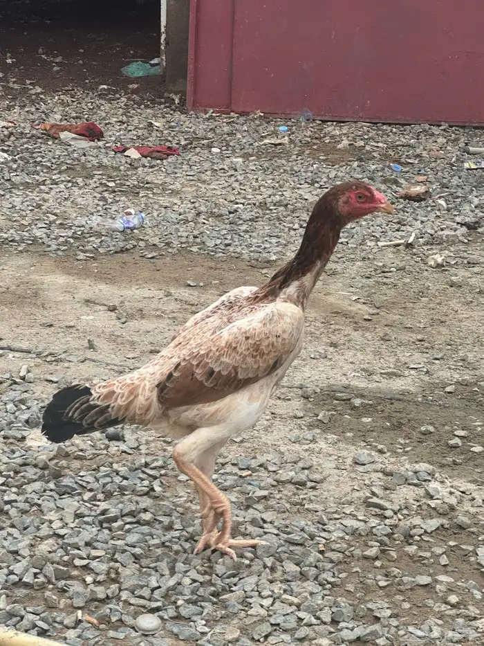 ثنتين دجاج شامو ياباني 3