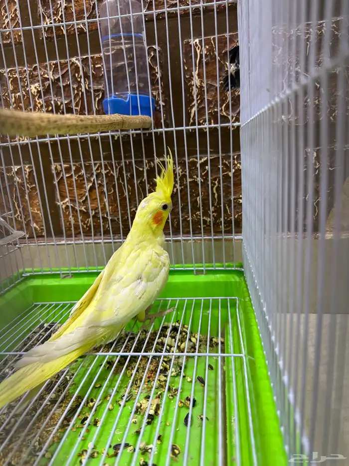 عصافير كروان 2