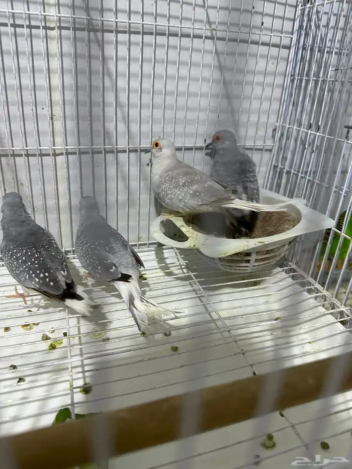 يمام ماسي زوجين على الشرط 3