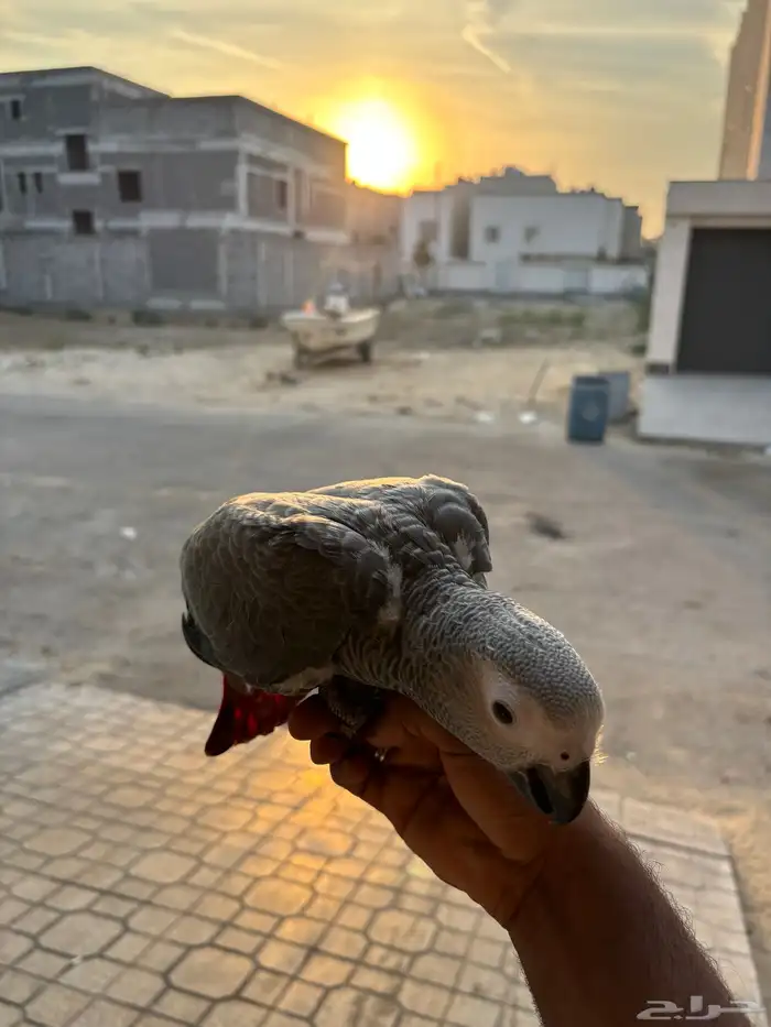 للبيع فرخ كاسكو انتاج محلي 1