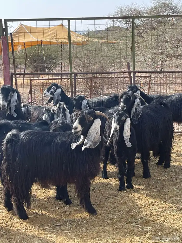 معزا ( تم البيع ) 6