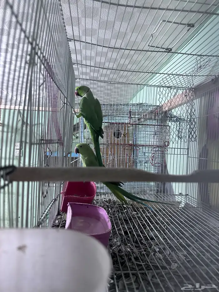 زوج طيور دره 1