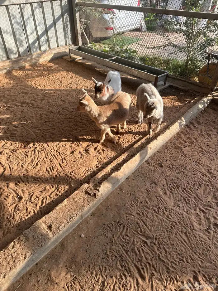 ماعز للبيع 1