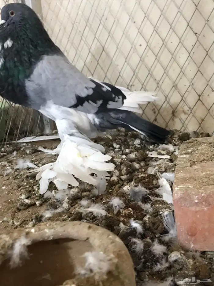 للبيع فحل ابو مريان هلال 3