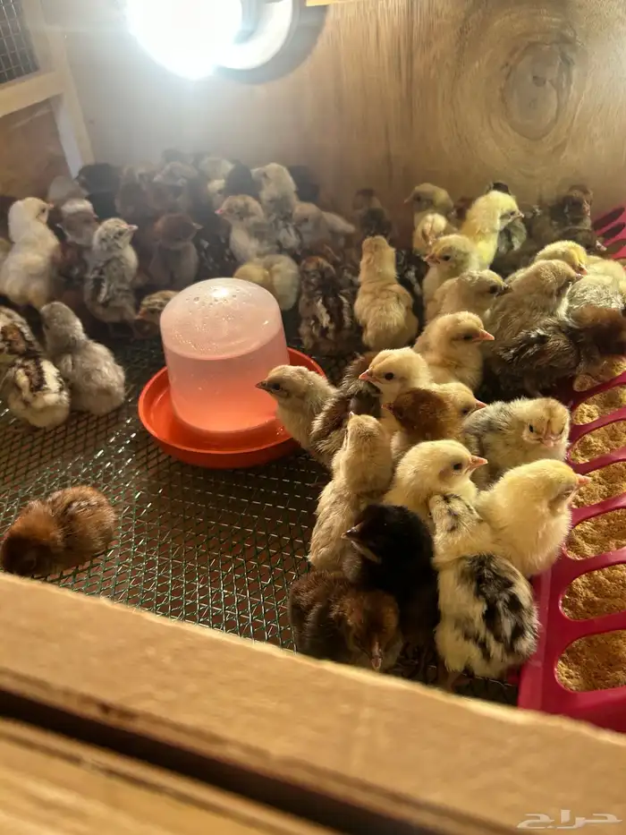 صيصان فيومي مشكل 2