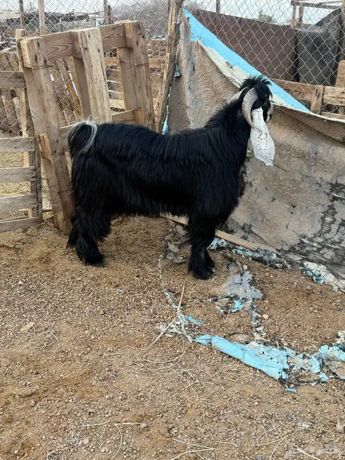 تيس فحل عارضي على الشرط السن ثني توه بيقلع رباع 3