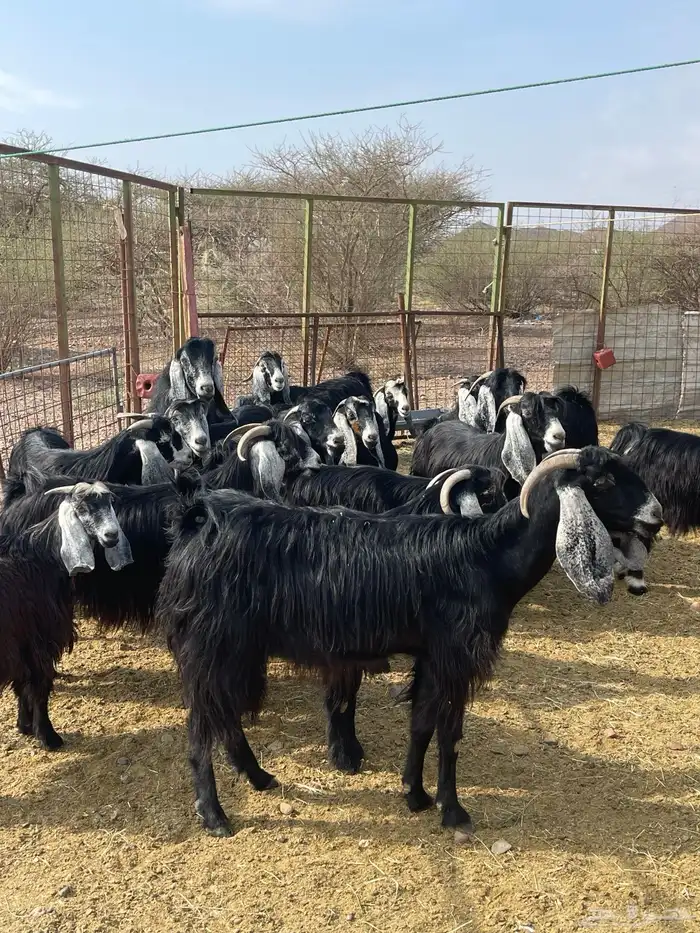 معزا ( تم البيع ) 14