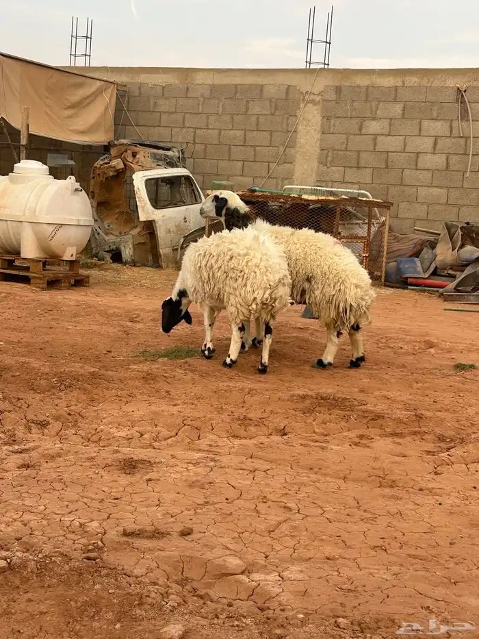 نعيم دفيع ومشروع فحل 0