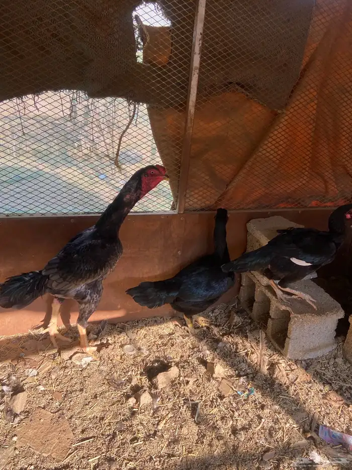 دجاج شامو اسود لاماع 4