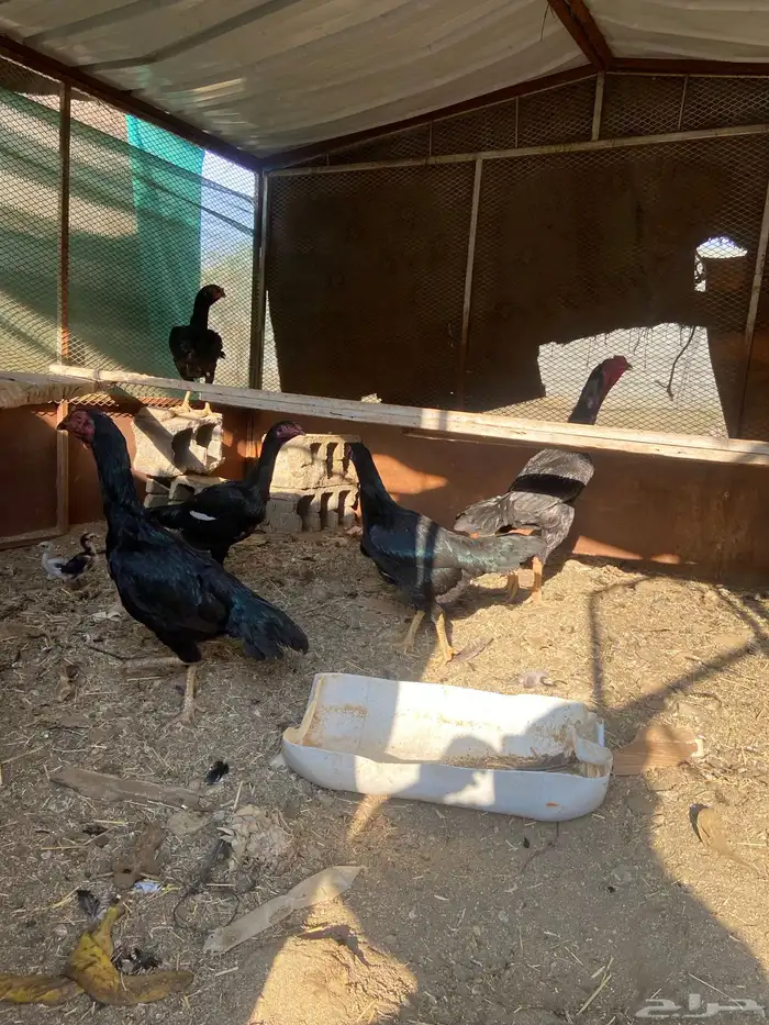 دجاج شامو اسود لاماع 0