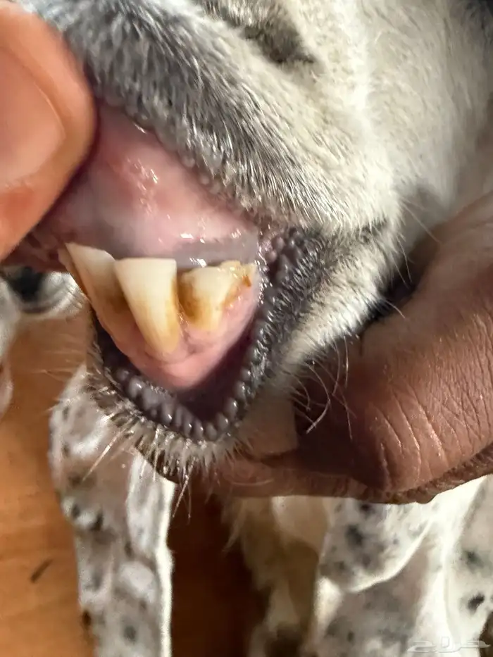 عنزين حلوات ثنية ورباع مضاريع 6