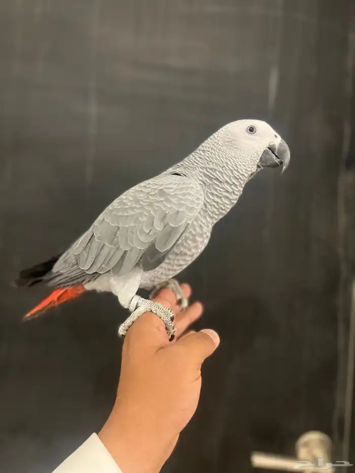 فرخ كاسكو حمامه وثلجي 9