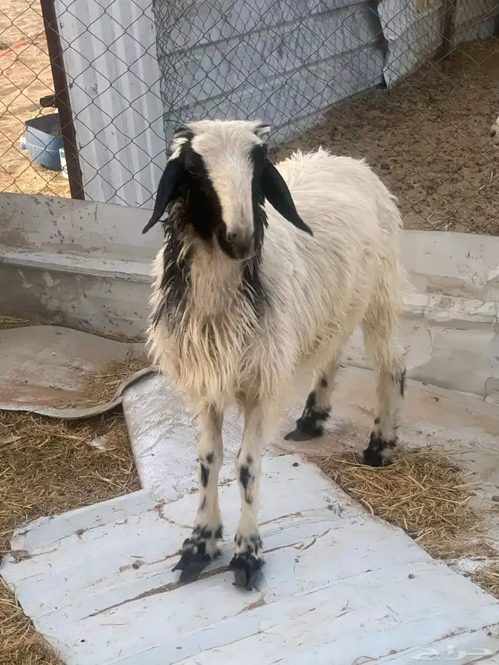 خروف فل الفل 2