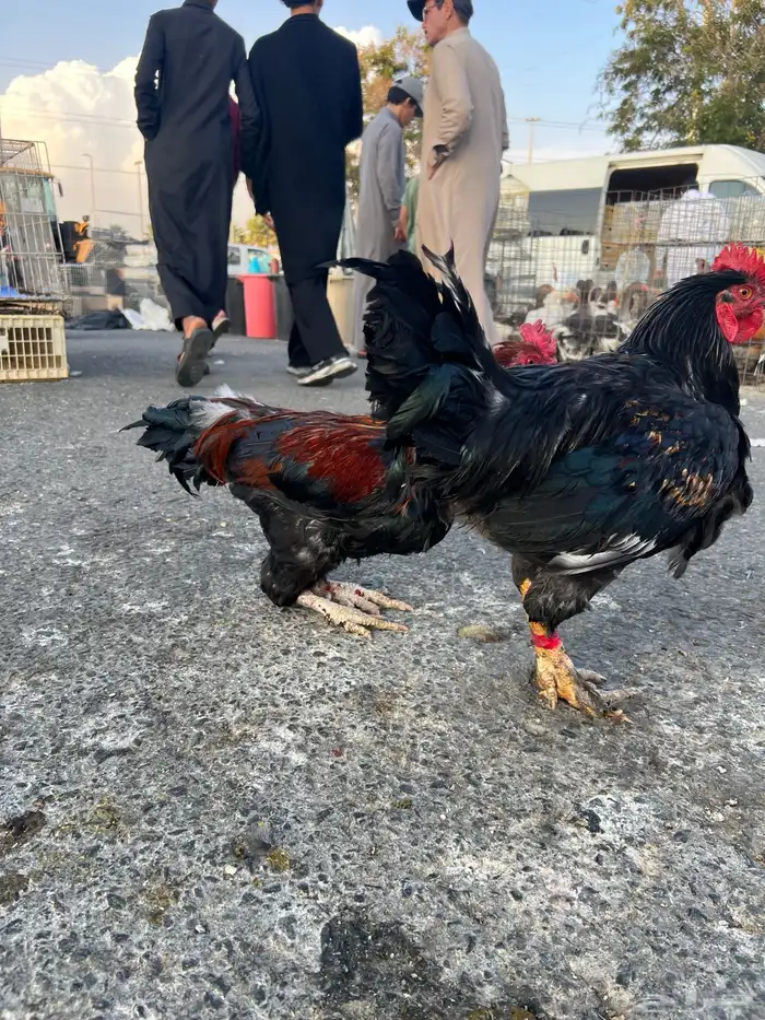 ديك   ديكه مهجن باكستاني للبيع 3