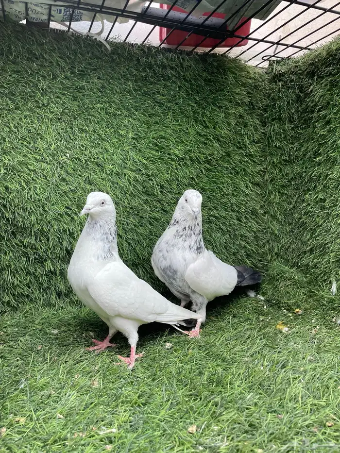 حمام باكستاني 6