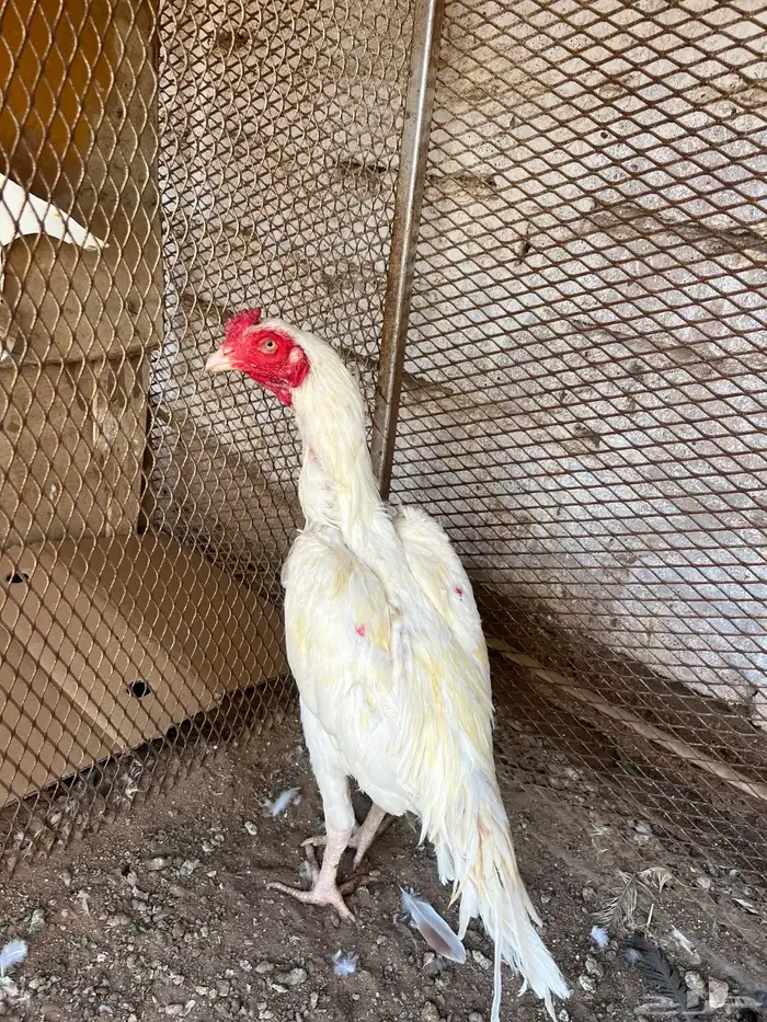 للبيع ديك ميوالي بيور 0