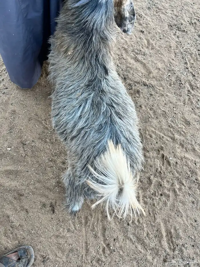 تيس مخصي فل الفل شحم ولحم 0