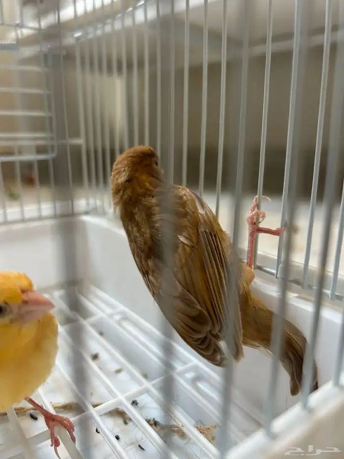 فروخ جاسب مشمشي عمر شهر 4