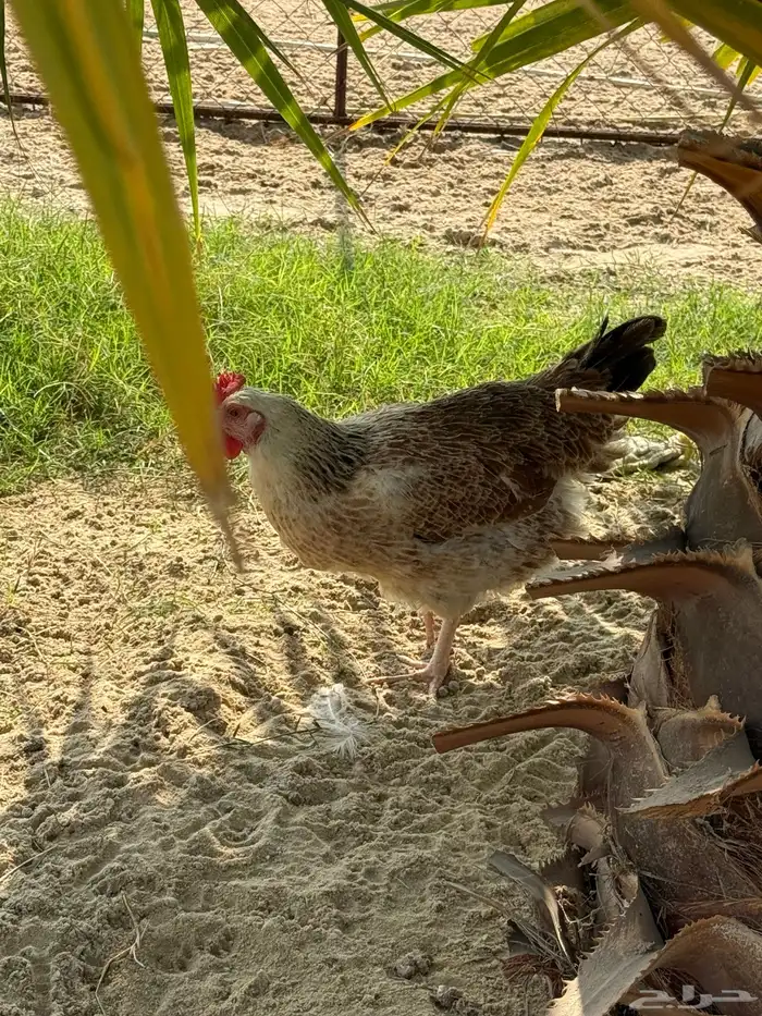 أطباق بيض تفقيس (تركي-كلومبي-فرنسي) 13