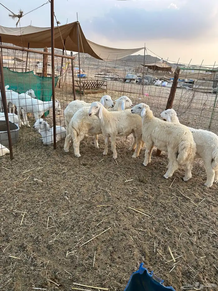 طليان ذبايح تم البيع 2