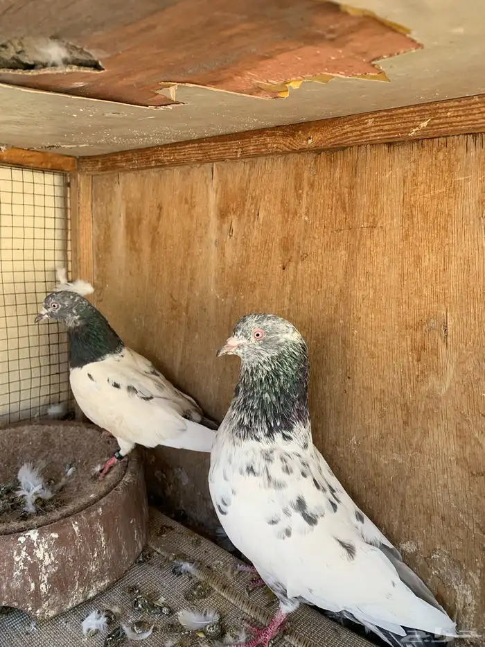 حمام للبيع 1