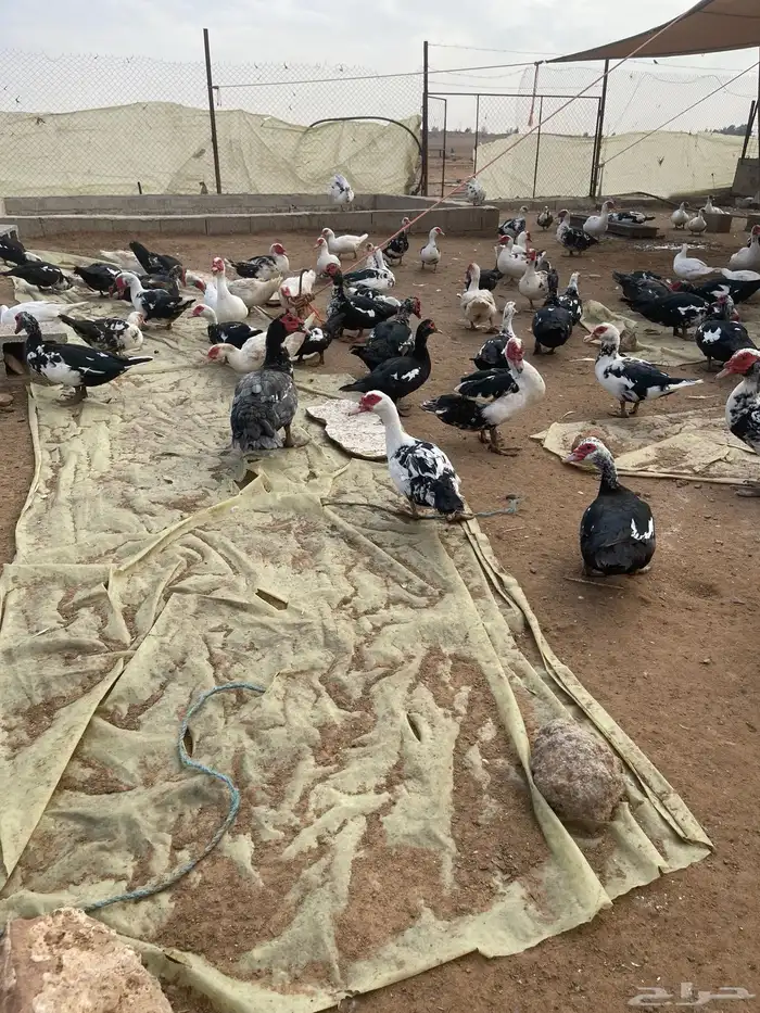 بط بح مكسوفي 8