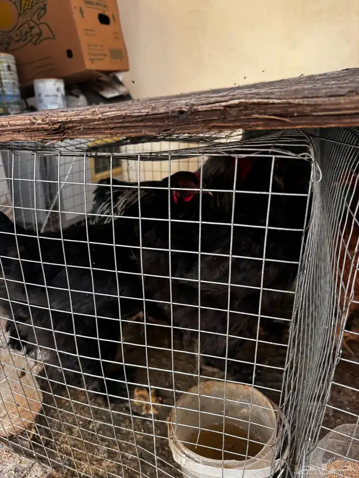 طقم دجاج براهما 7