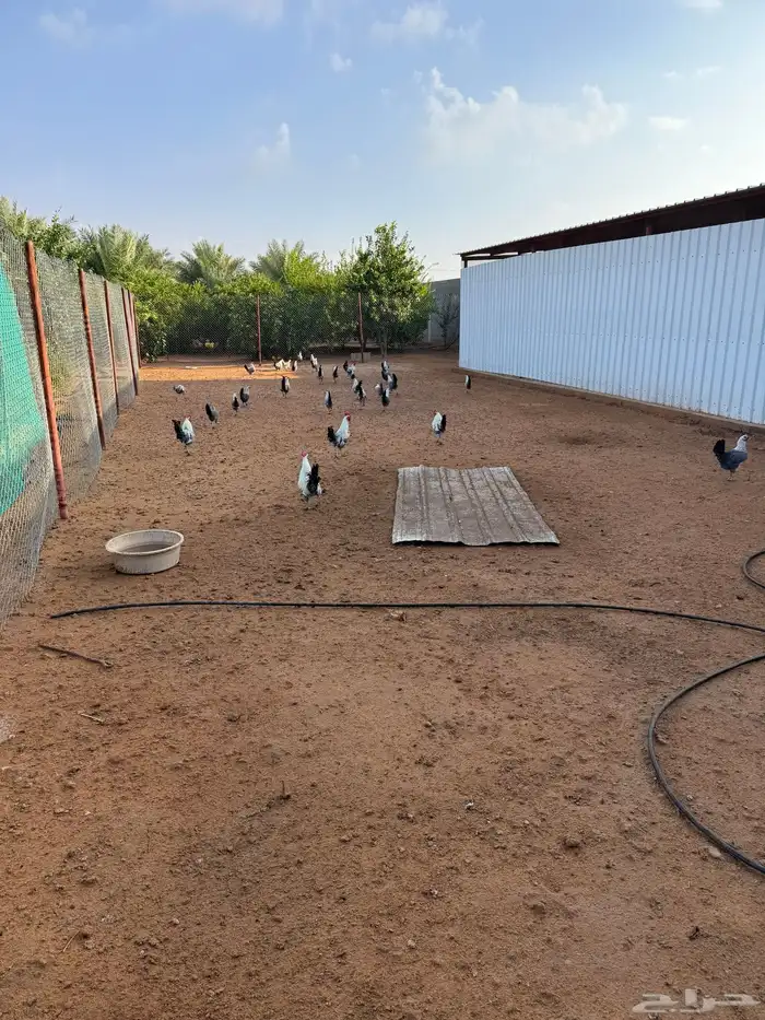 دجاج فيومي بياض وديوك ومعة نوع ثاني بلدي ماهو واج ومعة ديوك 5