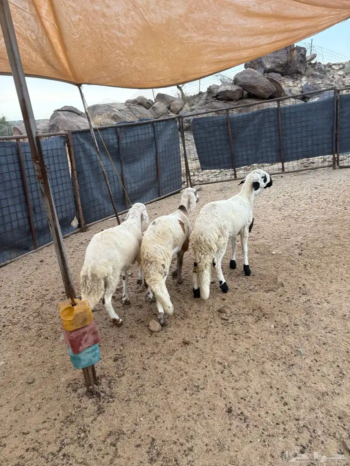 سواكن شبيه الحري تم البيع 3