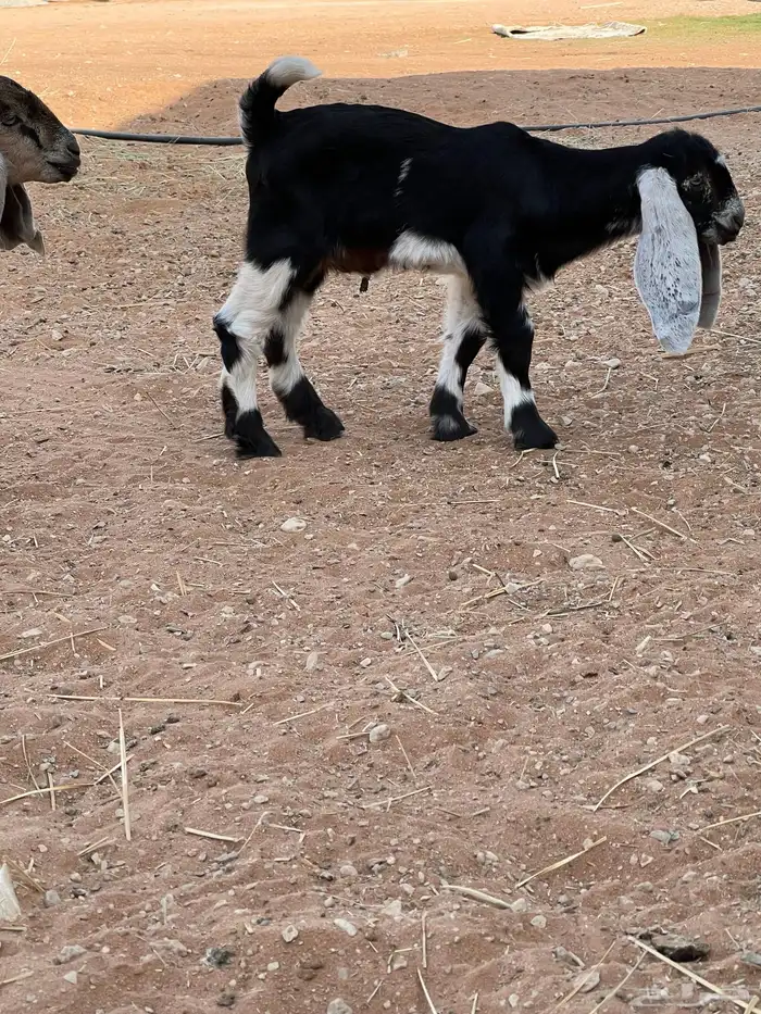 عنز متبع معها 2 جفره وتيس توها تامه. شبب 4