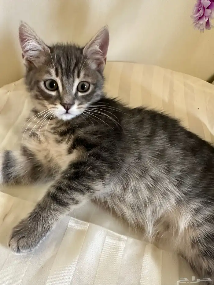 قطة للبيع هجين شيرازي فرنسي العمر شهرين 0