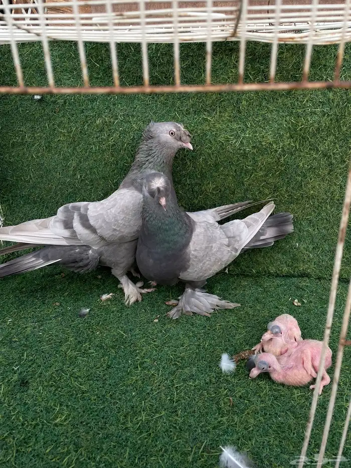 جوز تركي تب التب 1