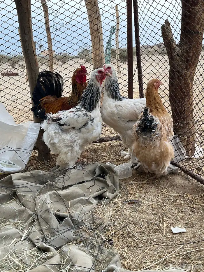 دجاج براهما اصيل دم صافي 0