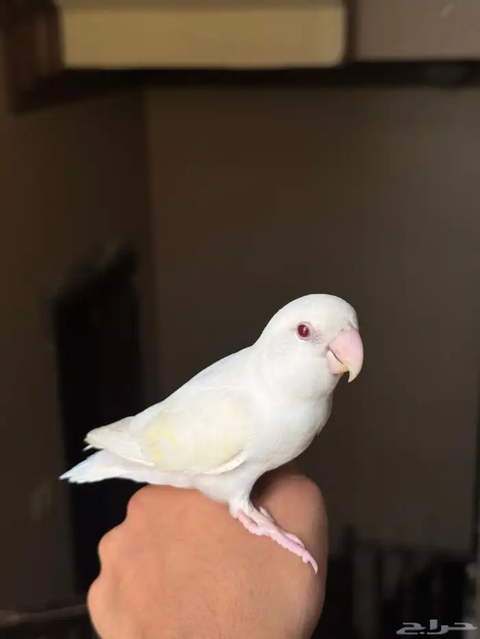 روز البينو 1