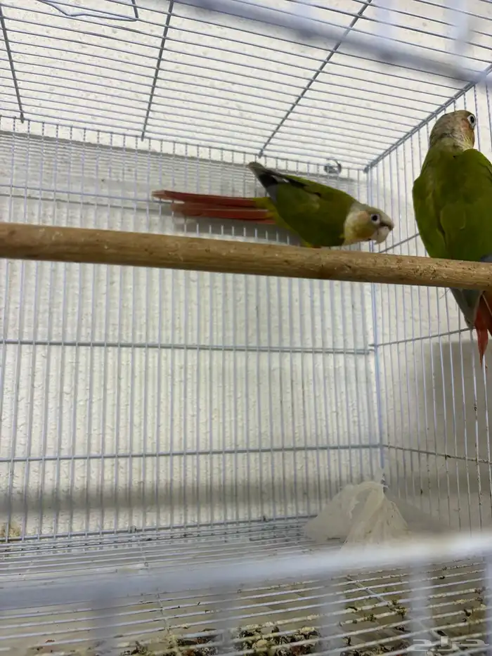 جوز كنيور اناناس تم البيع 1