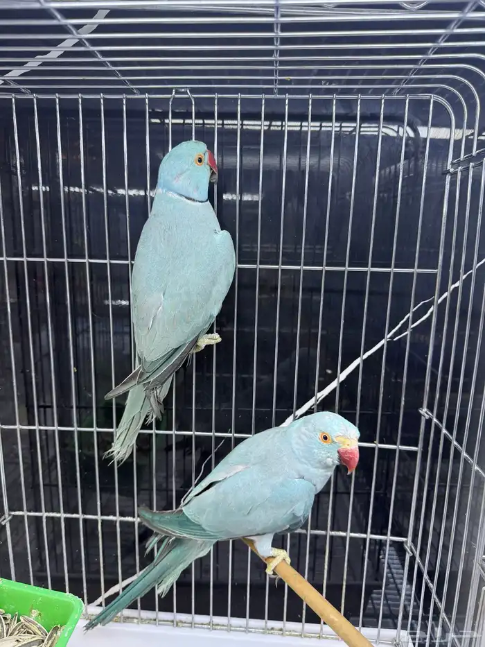 مجموعة ازوج درة هولندي 4