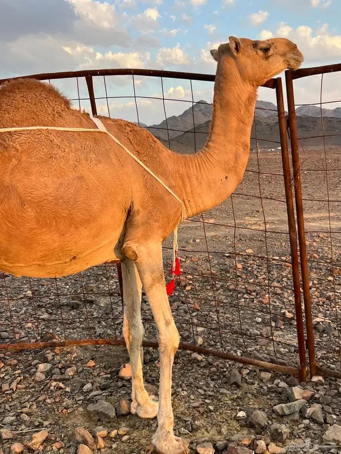 خلفه حمرا مجموع مجموع ب 11800 يبلاش 2