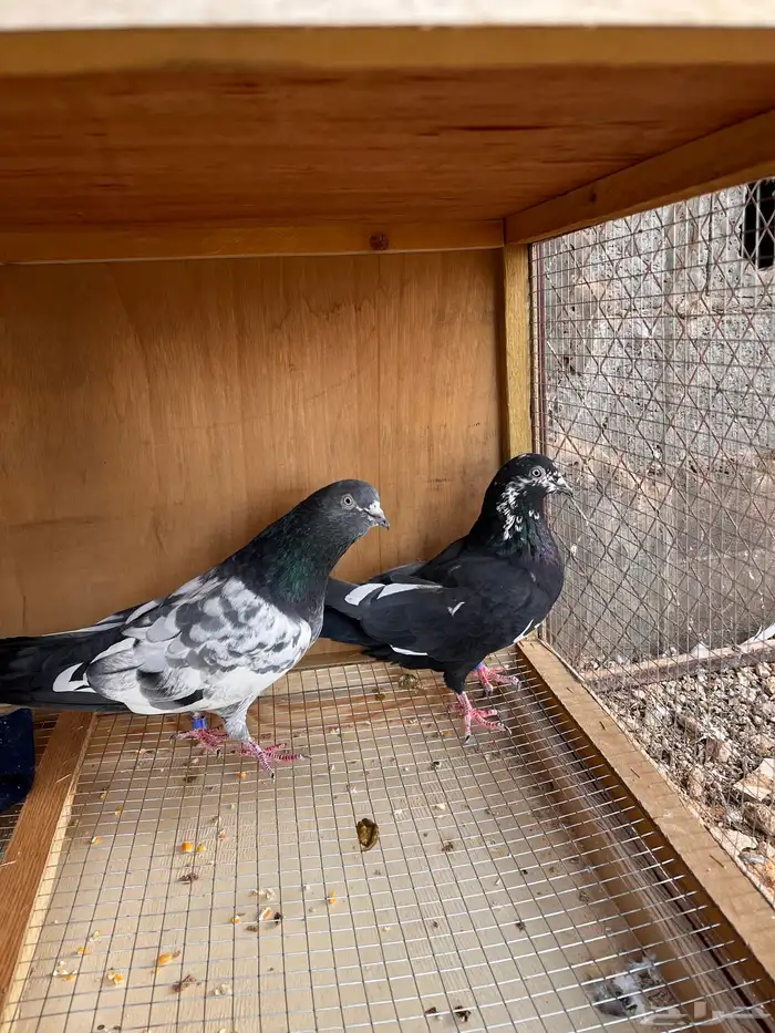 حمام باكستاني 0