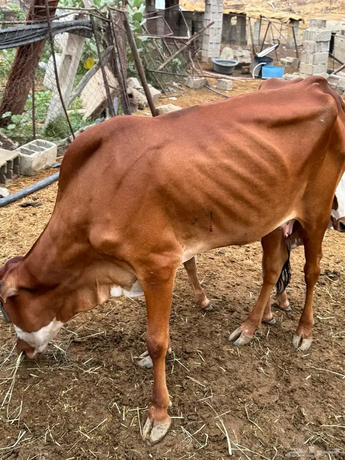 بقر للبيع 2