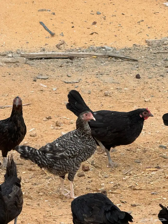 دجاج للبيع 9