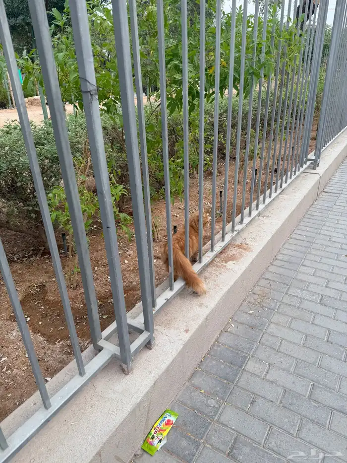 انقاذ قط في الوشم حي المربع 2