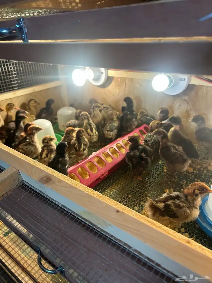 صيصان فيومي مشكل 1